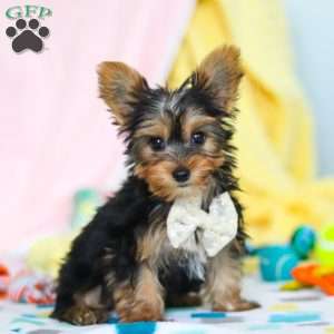 Ollie, Yorkie Puppy